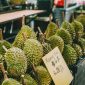 A vibrant display of Musang King durians for sale at a market in Kuala Lumpur.