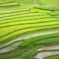 From above of fresh green rice cultivated on agricultural plantations placed in countryside in daytime