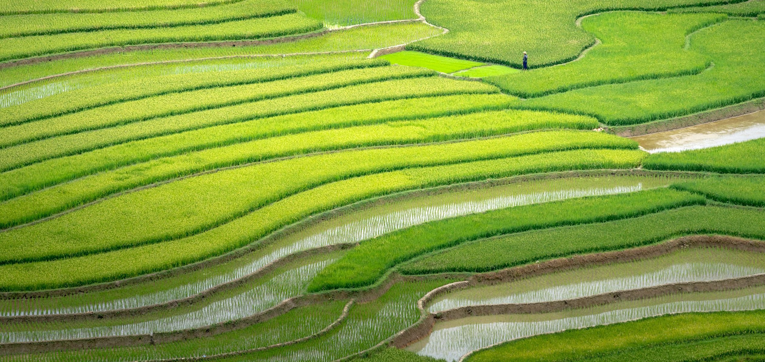 From above of fresh green rice cultivated on agricultural plantations placed in countryside in daytime